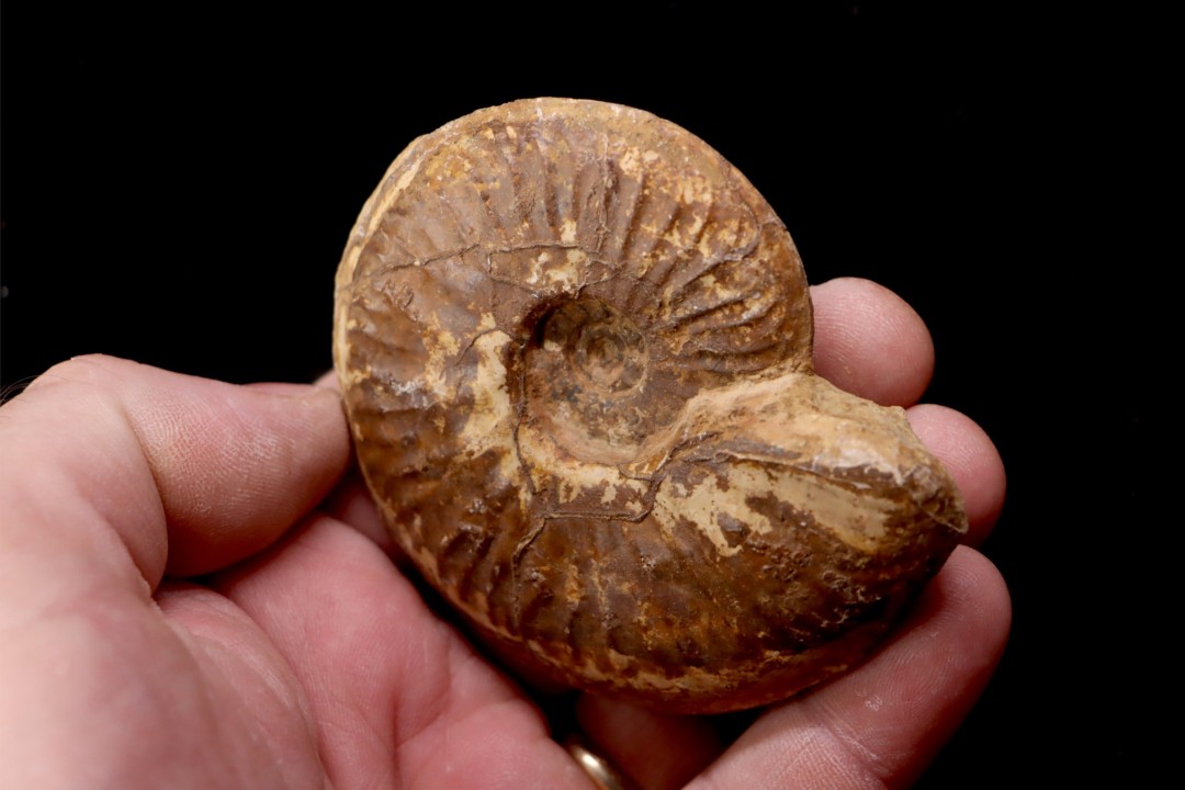 Gruneria gr. gruneri (Dumortier, 1874) Toarcien sup.  région de Charlieu, Loire - FRANCE