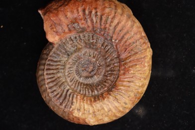 Catuloceras insignisimile Toarcien sup.  région de Charlieu, Loire - FRANCE