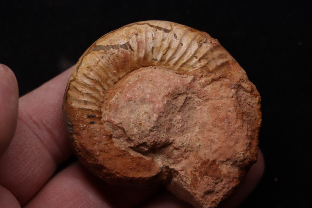 Catuloceras insignisimile  Toarcien sup.  région de Charlieu, Loire - FRANCE