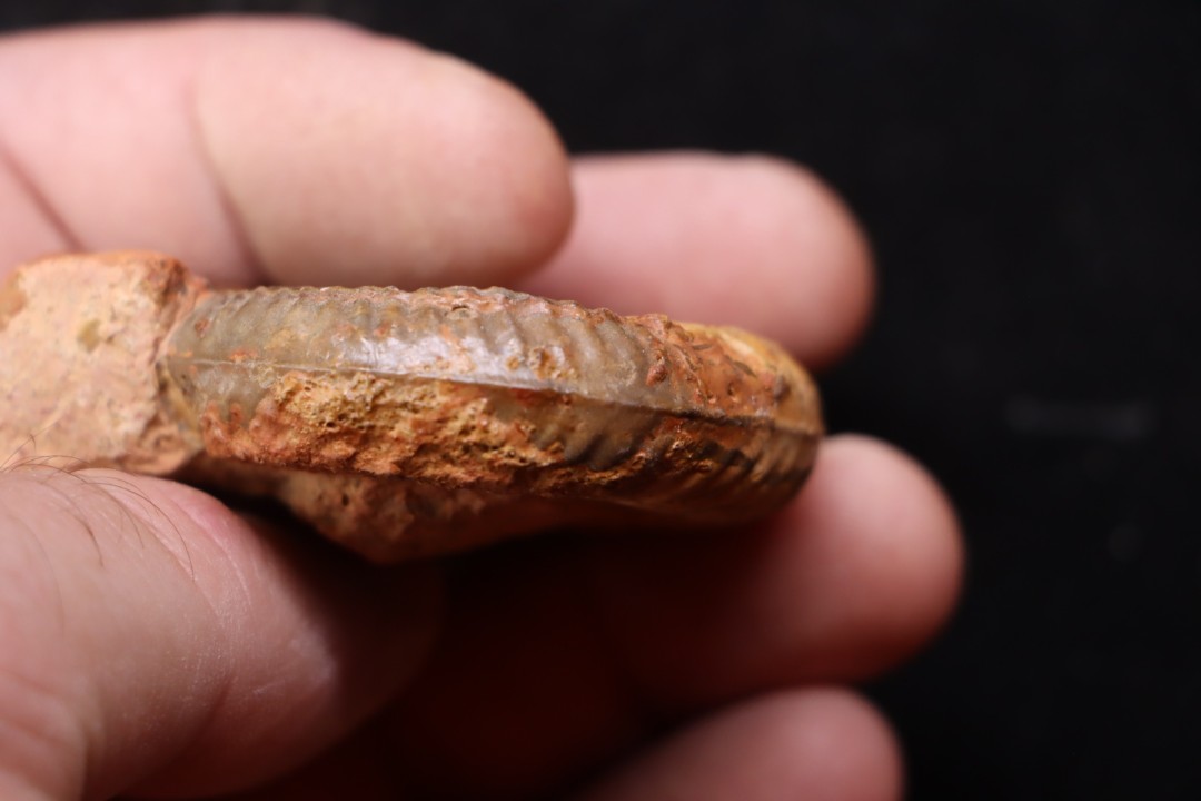 Catuloceras insignisimile  Toarcien sup.  région de Charlieu, Loire - FRANCE