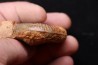 Catuloceras insignisimile Toarcien sup.  région de Charlieu, Loire - FRANCE