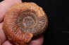 Catuloceras insignisimile Toarcien sup.  région de Charlieu, Loire - FRANCE