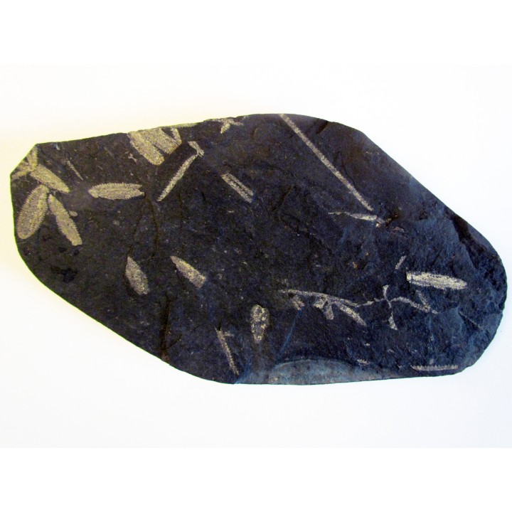 GRAPTOLITES  tetragraptus / phyllograptus / didymograptus