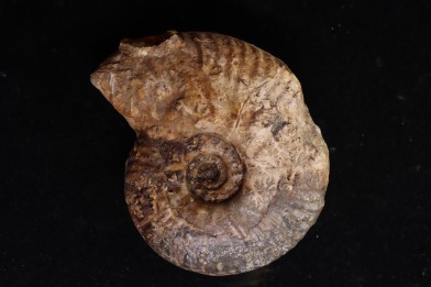 Hammatoceras Pachu (Buckman, 1921)  Toarcien  région de Charlieu, Brionnais - FRANCE