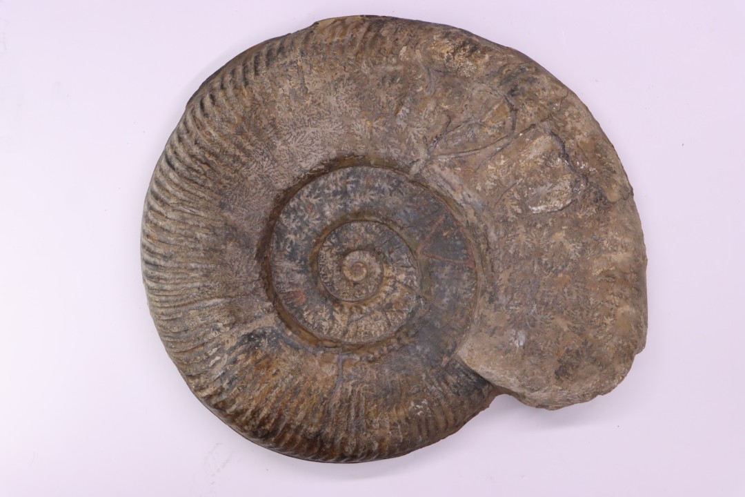 Hammatoceras Speciosum - Toarcien - Roanne - FRANCE