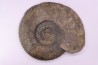 Hammatoceras Speciosum - Toarcien - Roanne - FRANCE