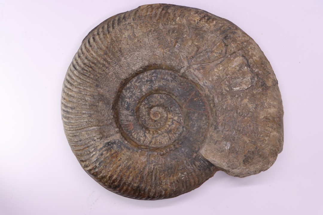 Hammatoceras Speciosum - Toarcien - Roanne - FRANCE