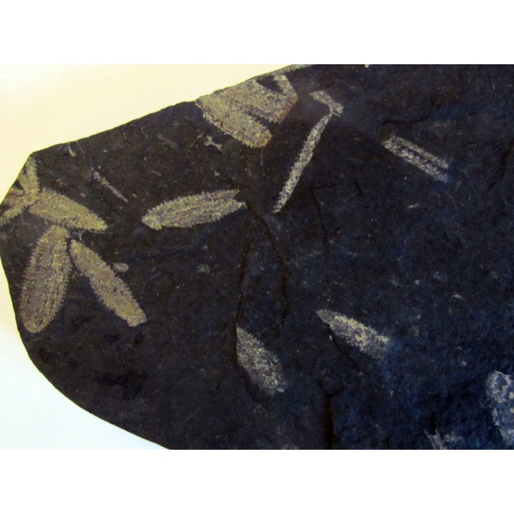GRAPTOLITES  tetragraptus / phyllograptus / didymograptus