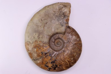 BEUDANTICERAS ALBENSE - Albien moyen, travaux du réservoir, Troyes, Aube, FRANCE