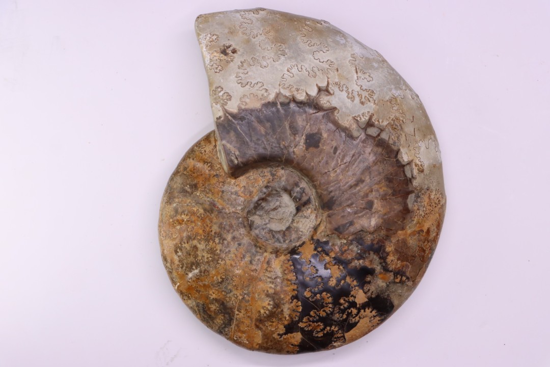 BEUDANTICERAS ALBENSE - middle Albian , travaux du réservoir, Troyes, Aube, FRANCE