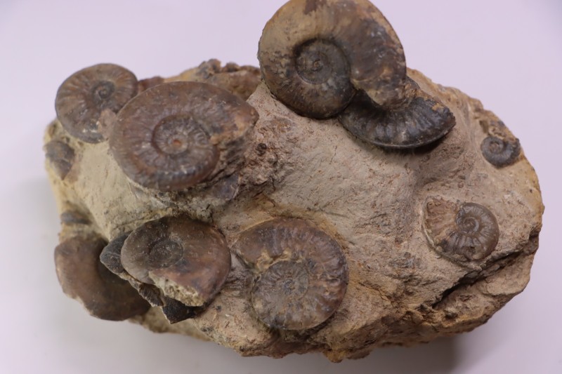 Pleydellia subcompta (Branco) Toarcien sup Brionnais, Saone et Loire, France