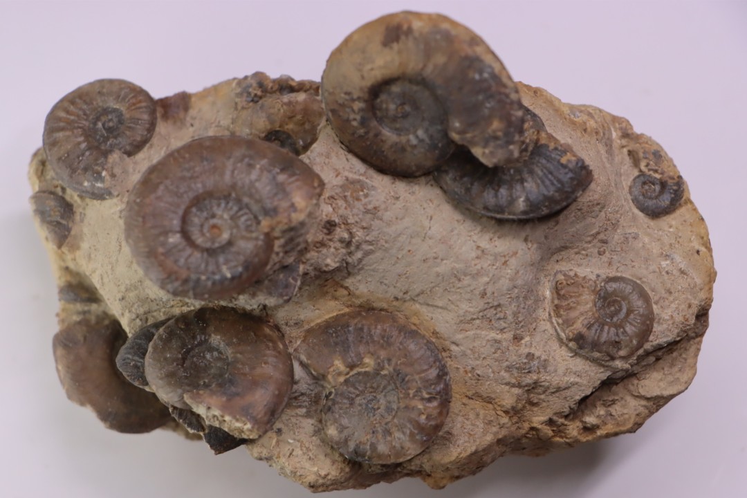 Pleydellia subcompta  (Branco)   Toarcien sup   Brionnais, Saone et Loire, France