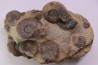 Pleydellia subcompta (Branco) Toarcien sup Brionnais, Saone et Loire, France