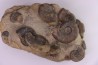 Pleydellia subcompta (Branco) Toarcien sup Brionnais, Saone et Loire, France