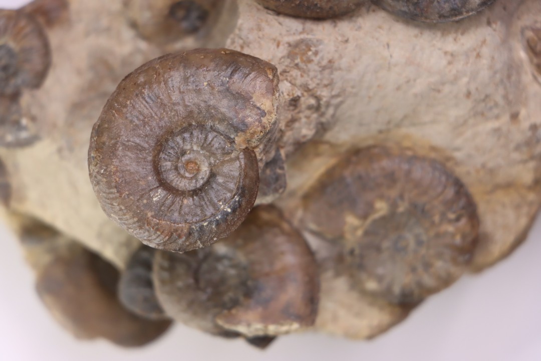 Pleydellia subcompta  (Branco)   Toarcien sup   Brionnais, Saone et Loire, France