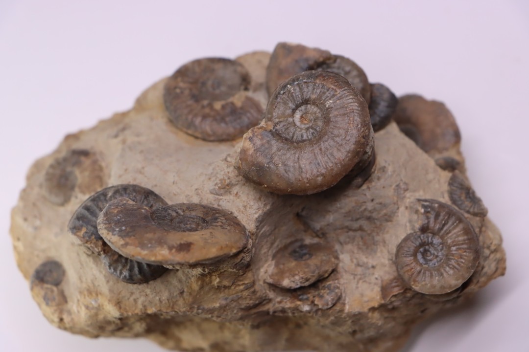 Pleydellia subcompta  (Branco)   Toarcien sup   Brionnais, Saone et Loire, France