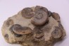 Pleydellia subcompta (Branco) Toarcien sup Brionnais, Saone et Loire, France