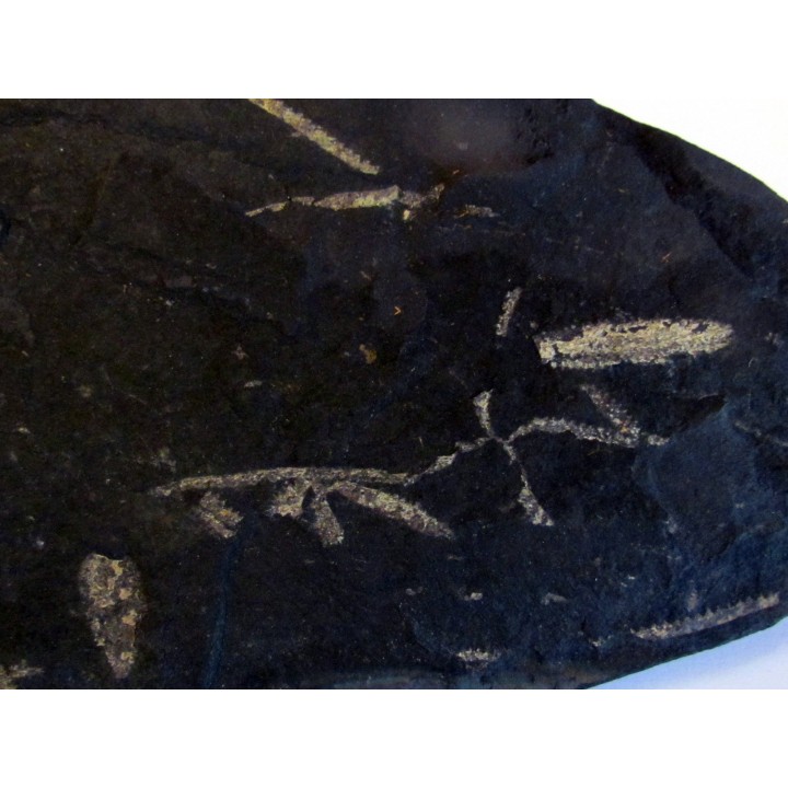 GRAPTOLITES  tetragraptus / phyllograptus / didymograptus