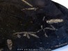 GRAPTOLITES  tetragraptus / phyllograptus / didymograptus