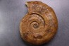 Harpoceras pseudoserpentinum (Gabilly, 1976) TOARCIEN Mauze Thouarce - FRANCE