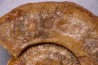 Harpoceras pseudoserpentinum (Gabilly, 1976) TOARCIEN Mauze Thouarce - FRANCE