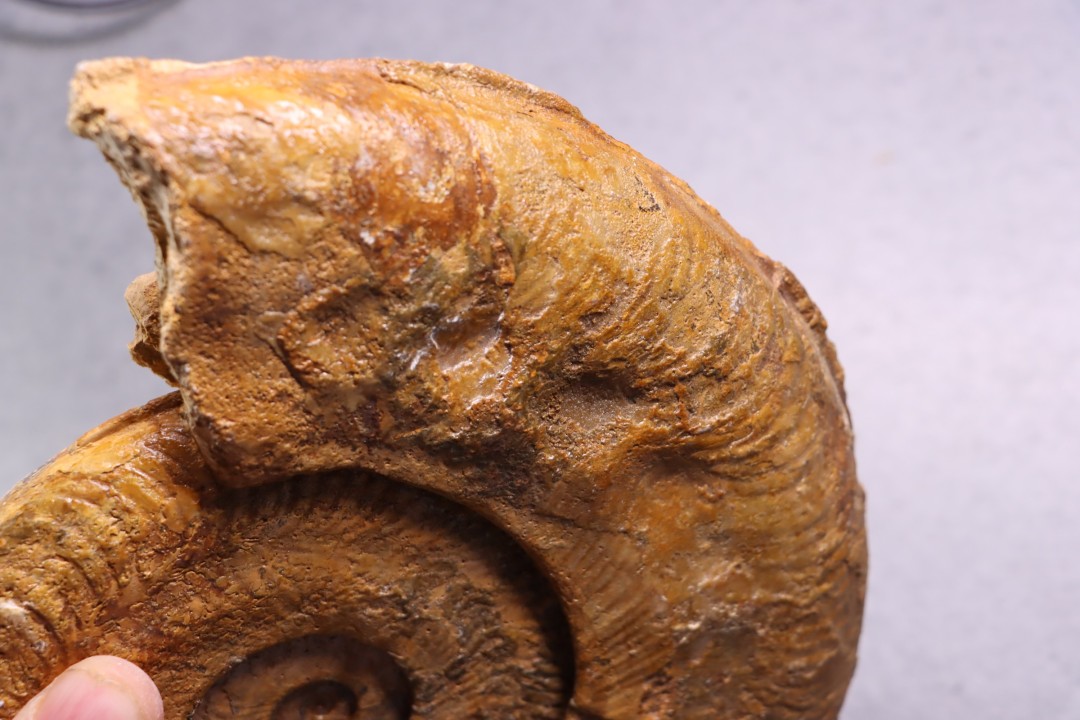 Harpoceras pseudoserpentinum (Gabilly, 1976)  TOARCIEN  Mauze Thouarce - FRANCE