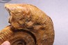 Harpoceras pseudoserpentinum (Gabilly, 1976) TOARCIEN Mauze Thouarce - FRANCE