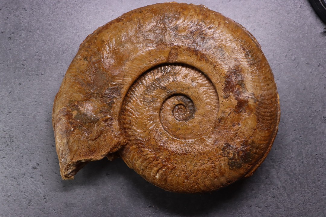 Harpoceras pseudoserpentinum (Gabilly, 1976)  TOARCIEN  Mauze Thouarce - FRANCE