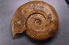Harpoceras pseudoserpentinum (Gabilly, 1976) TOARCIEN Mauze Thouarce - FRANCE