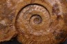 Harpoceras pseudoserpentinum (Gabilly, 1976) TOARCIEN Mauze Thouarce - FRANCE
