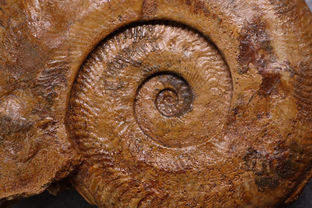 Harpoceras pseudoserpentinum (Gabilly, 1976)  TOARCIEN  Mauze Thouarce - FRANCE