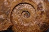 Harpoceras pseudoserpentinum (Gabilly, 1976) TOARCIEN Mauze Thouarce - FRANCE