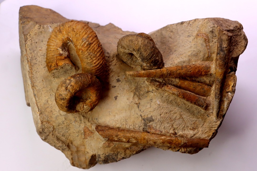 Nostoceras malagasyense  (Colignon, 1971) et Baculites  Lower Maastrichtian  Belo sur Tsiribihina, Madagascar