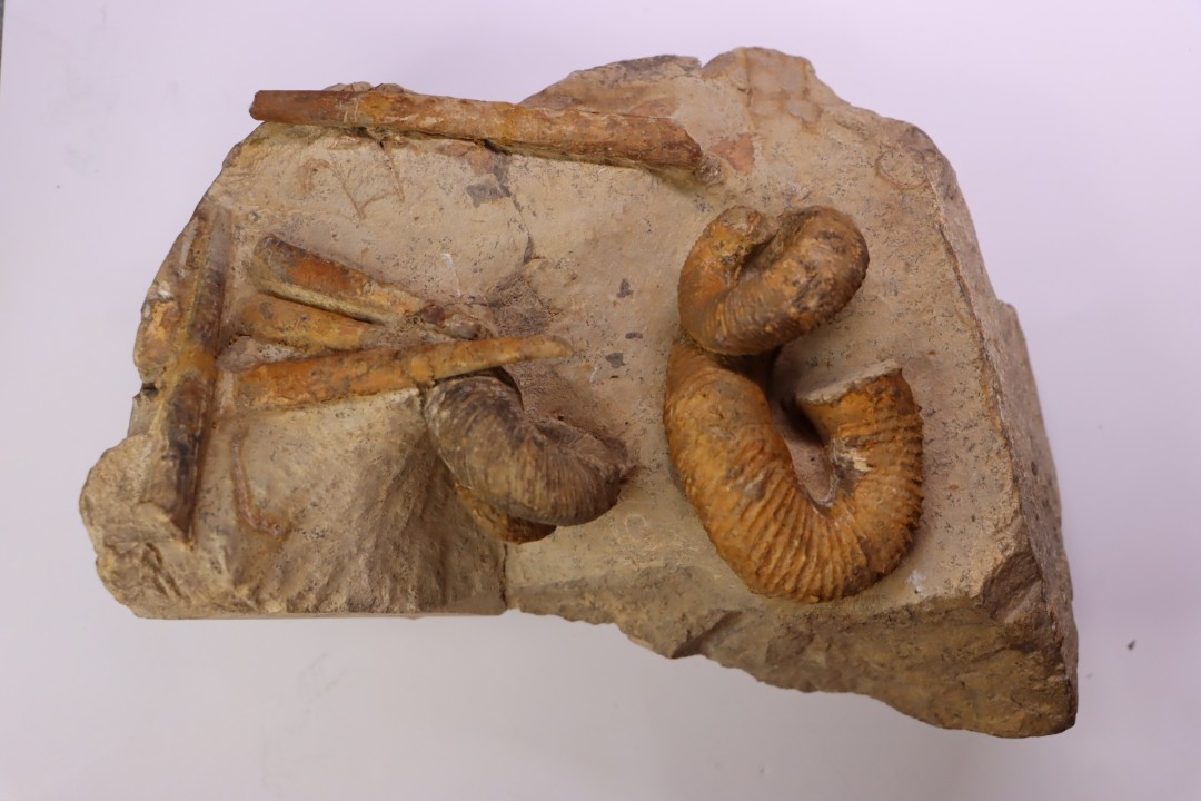 Nostoceras malagasyense  (Colignon, 1971) et Baculites  Lower Maastrichtian  Belo sur Tsiribihina, Madagascar
