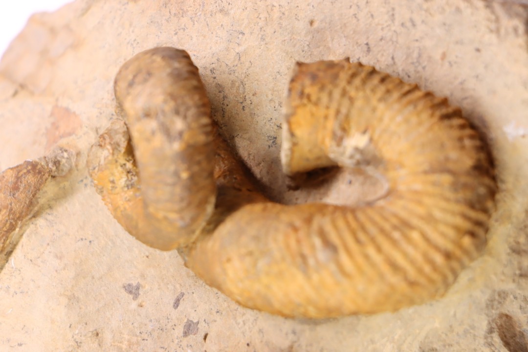 Nostoceras malagasyense  (Colignon, 1971) et Baculites  Lower Maastrichtian  Belo sur Tsiribihina, Madagascar