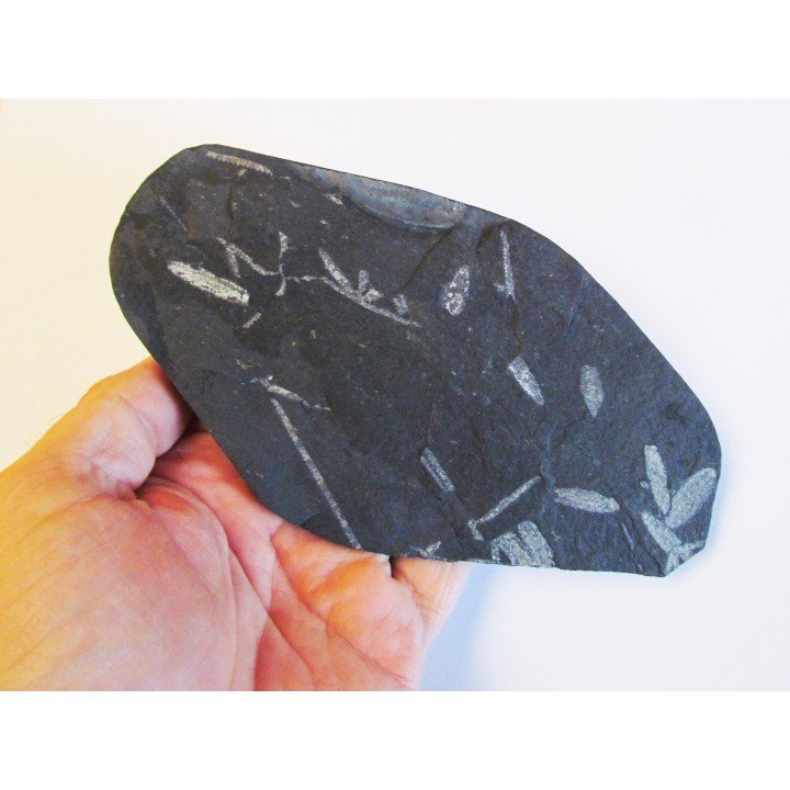 GRAPTOLITES  tetragraptus / phyllograptus / didymograptus