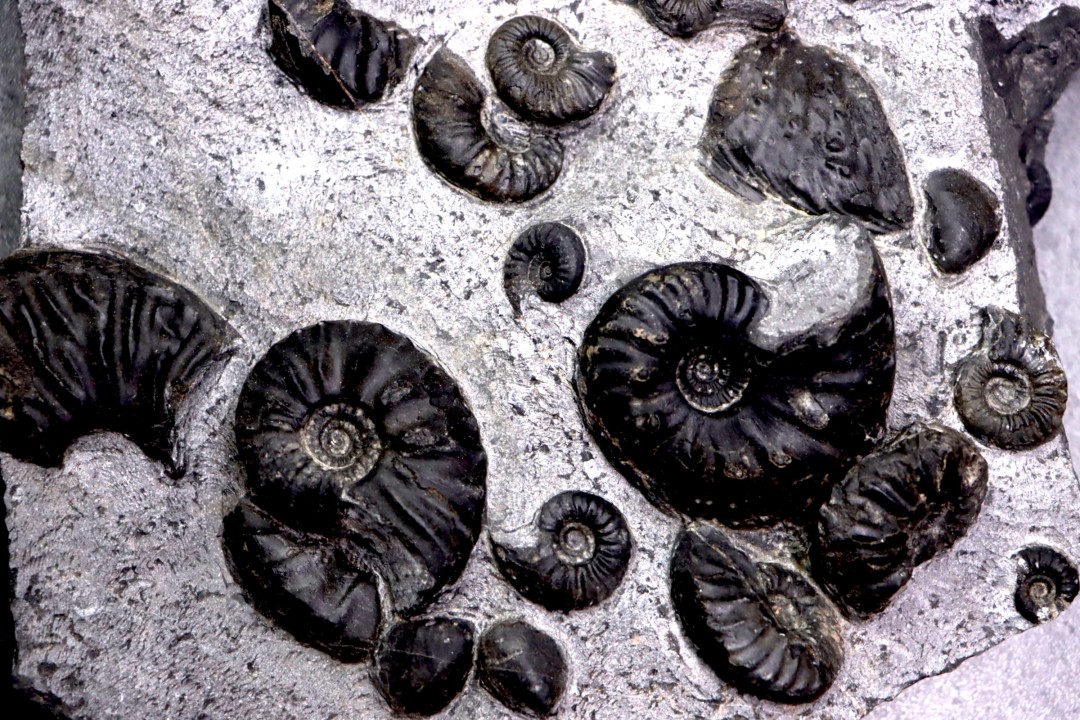 MULTI BLOC    Lower Triassic - Anisian  Fossil Hill Member  Prida Formation  Humboldt Range, Pershing County   NEVADA - USA