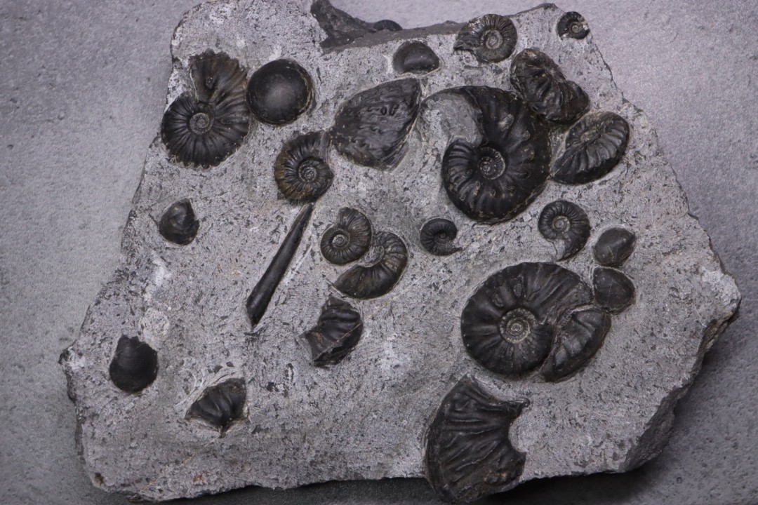 MULTI BLOC    Lower Triassic - Anisian  Fossil Hill Member  Prida Formation  Humboldt Range, Pershing County   NEVADA - USA