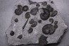 MULTI BLOC    Lower Triassic - Anisian  Fossil Hill Member  Prida Formation  Humboldt Range, Pershing County   NEVADA - USA