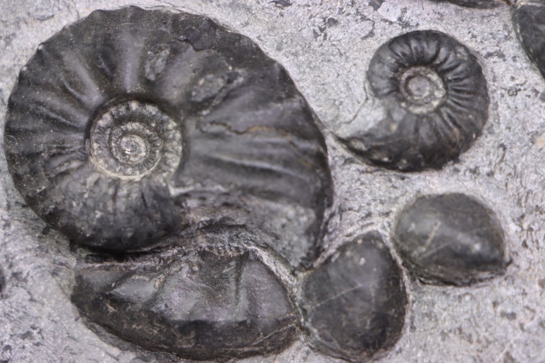 MULTI BLOC    Lower Triassic - Anisian  Fossil Hill Member  Prida Formation  Humboldt Range, Pershing County   NEVADA - USA