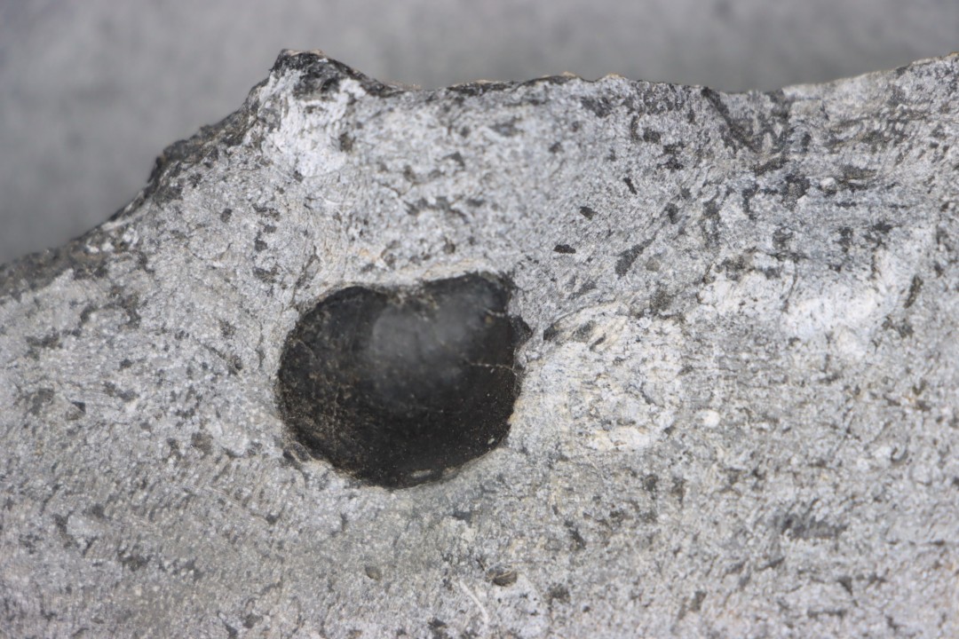 MULTI BLOC    Lower Triassic - Anisian  Fossil Hill Member  Prida Formation  Humboldt Range, Pershing County   NEVADA - USA