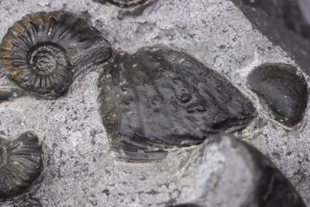 MULTI BLOC    Lower Triassic - Anisian  Fossil Hill Member  Prida Formation  Humboldt Range, Pershing County   NEVADA - USA
