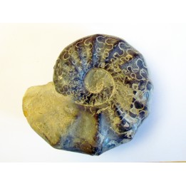CERATITES NODUSUS (1) - TOP!