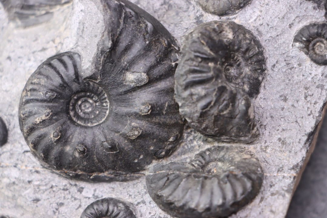 MULTI BLOC    Lower Triassic - Anisian  Fossil Hill Member  Prida Formation  Humboldt Range, Pershing County   NEVADA - USA