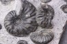 MULTI BLOC Lower Triassic - Anisian Fossil Hill Member Prida Formation Humboldt Range, Pershing County NEVADA - USA