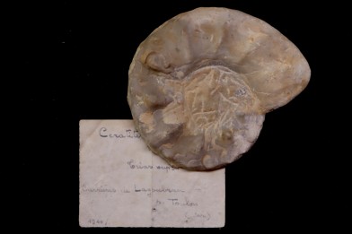 Ceratites(Austroceratites) toulonensis (Riedel, 1916) Muschelkalk carrière de Lagoulbran, Toulon, Var, France