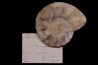 Ceratites(Austroceratites) toulonensis (Riedel, 1916) Muschelkalk carrière de Lagoulbran, Toulon, Var, France