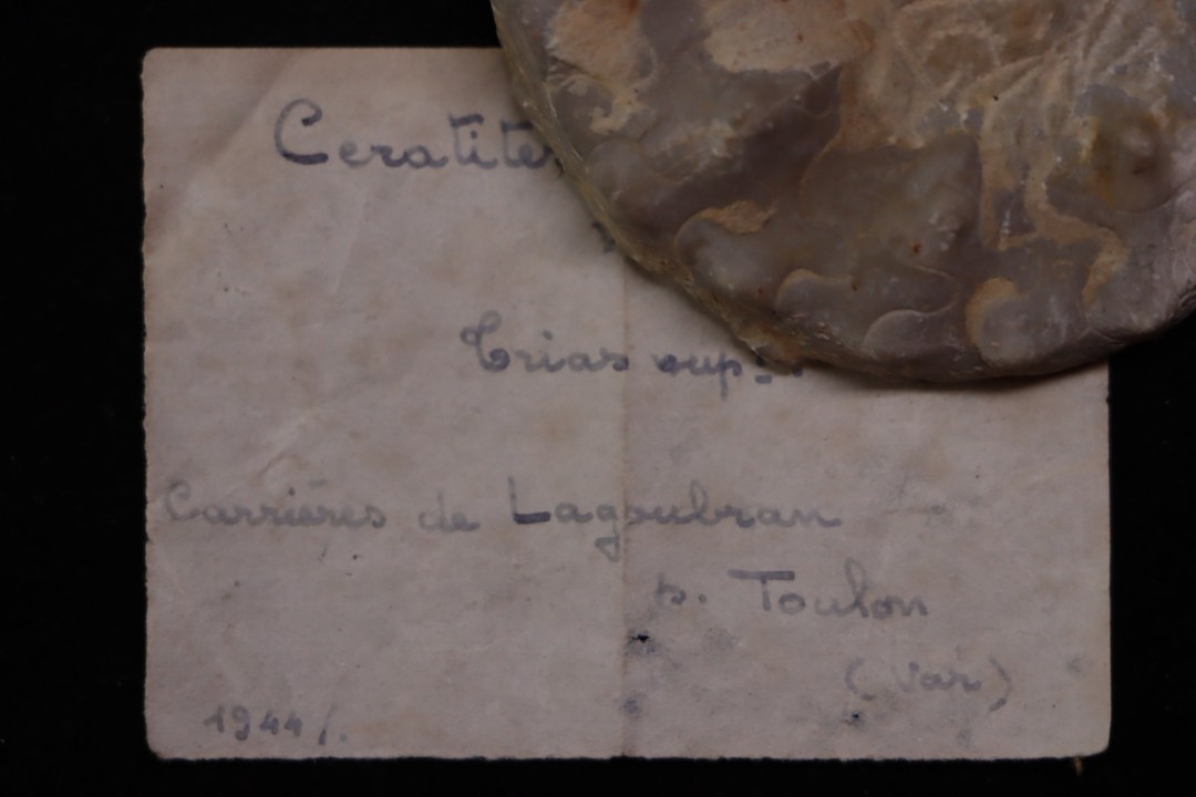Ceratites(Austroceratites) toulonensis (Riedel, 1916) Muschelkalk carrière de Lagoulbran, Toulon, Var, France