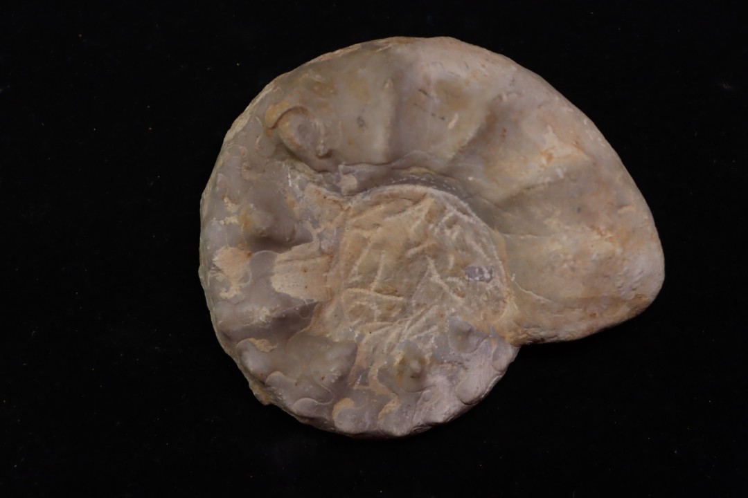 Ceratites(Austroceratites) toulonensis (Riedel, 1916) Muschelkalk carrière de Lagoulbran, Toulon, Var, France