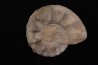 Ceratites(Austroceratites) toulonensis (Riedel, 1916) Muschelkalk carrière de Lagoulbran, Toulon, Var, France